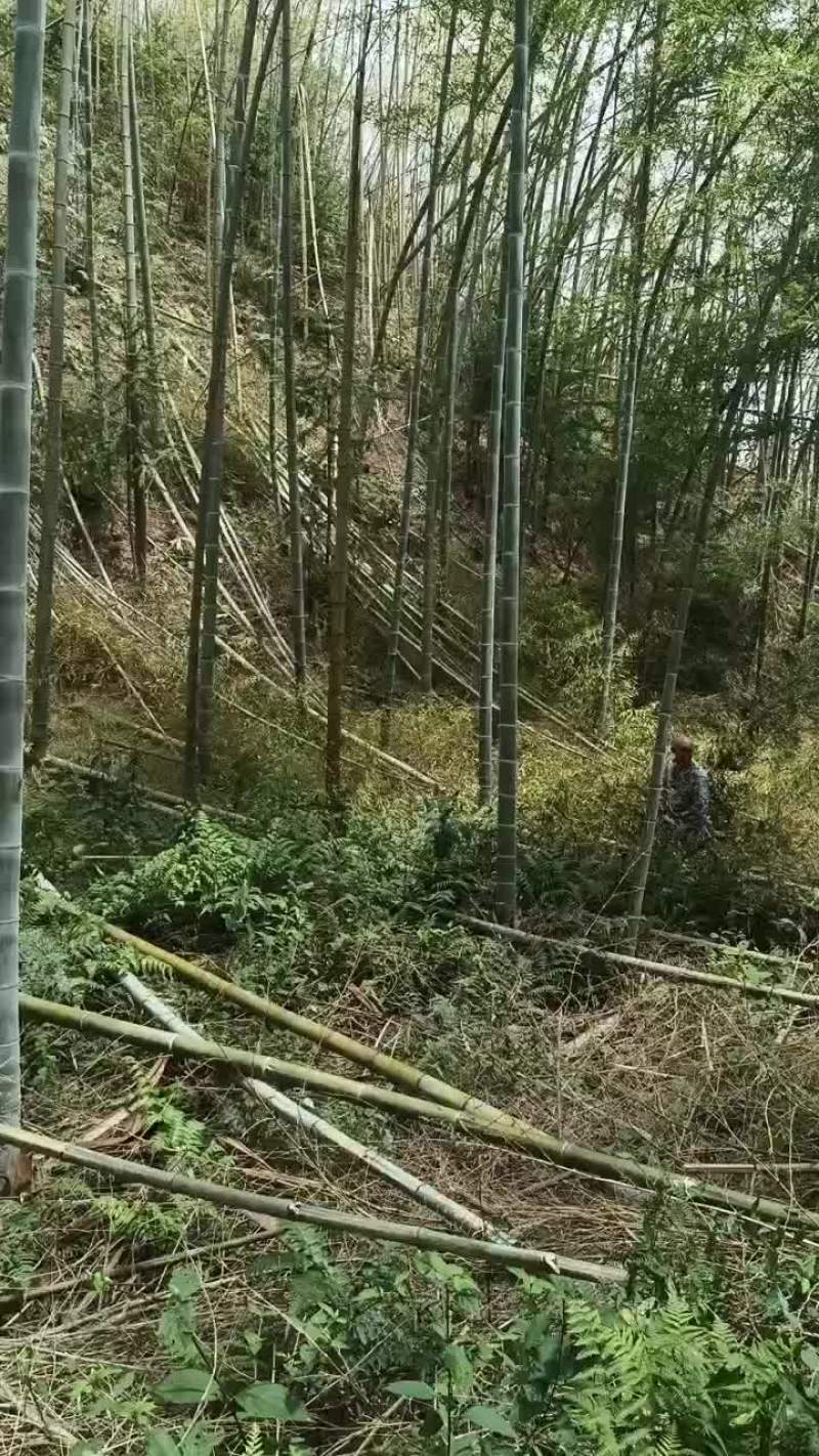 羊肚菌，松茸菌竹竿
