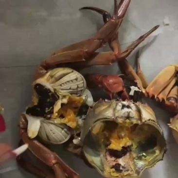 微山湖大闸蟹