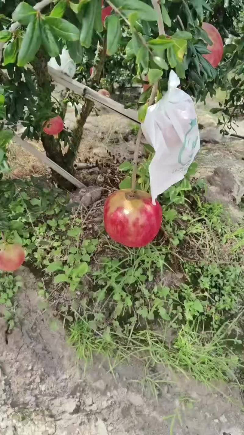 大凉山会理石榴