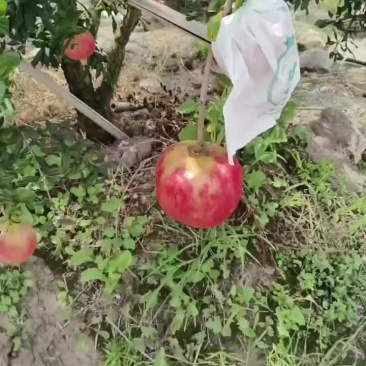 大凉山会理石榴