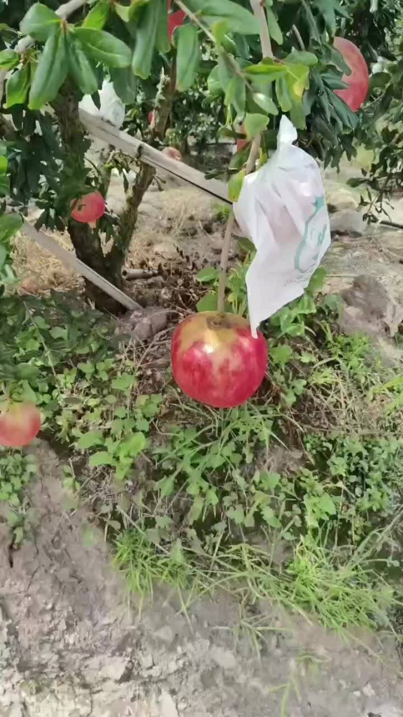 大凉山会理石榴