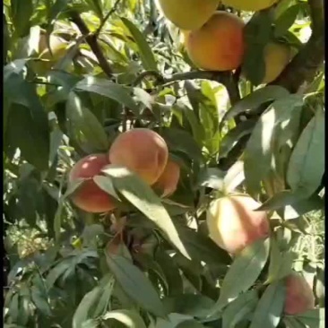 黄金蜜4号再过一星期上市了，口感脆甜的，需要的老板请联系