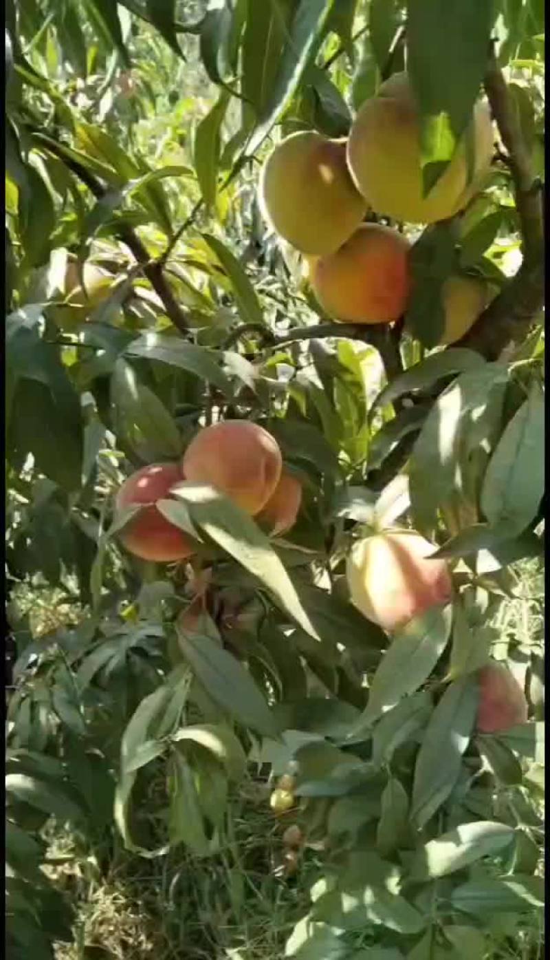 黄金蜜4号再过一星期上市了，口感脆甜的，需要的老板请联系