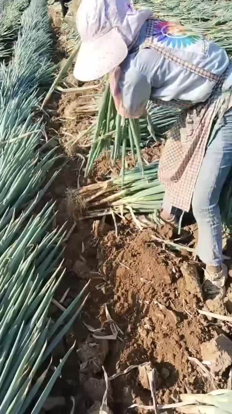大葱