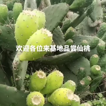 仙桃