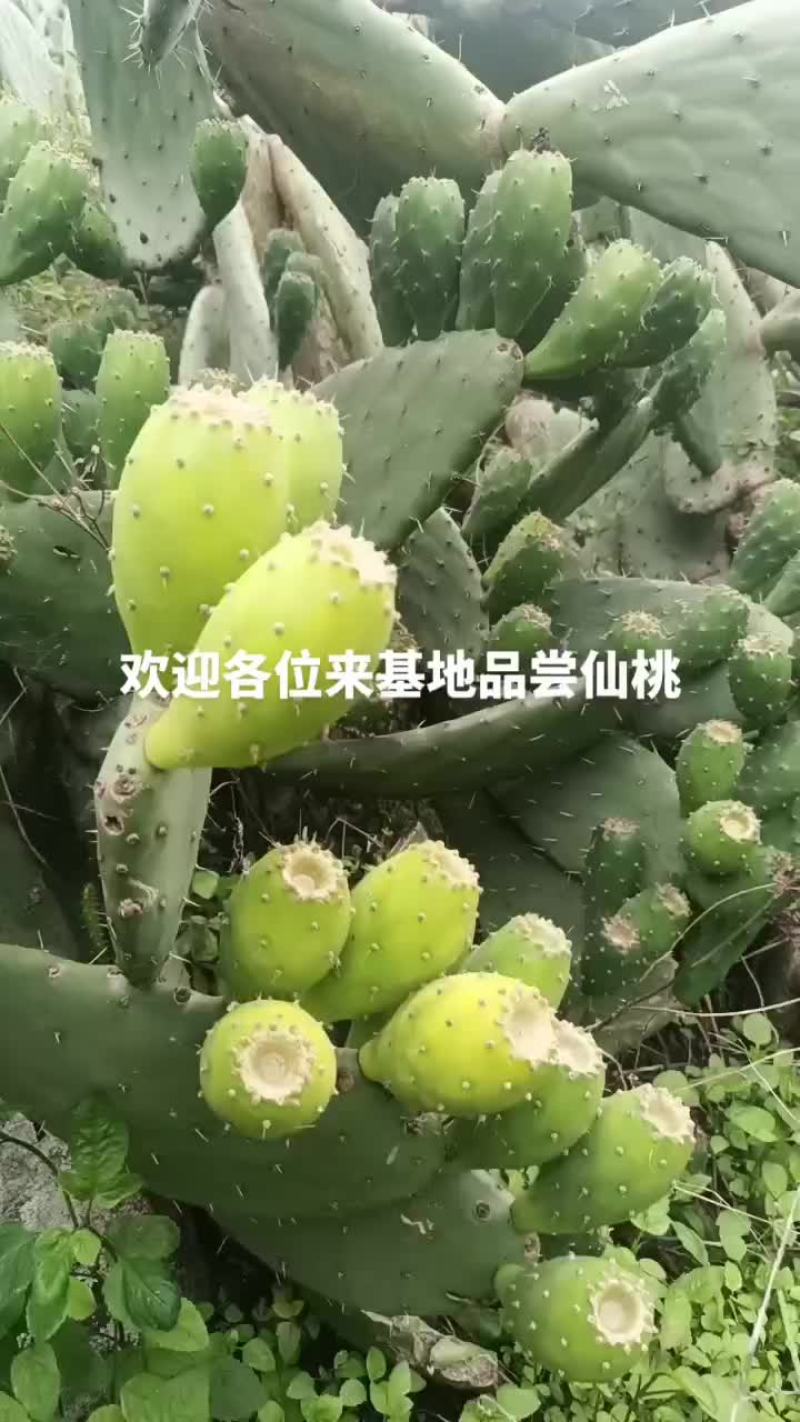 仙桃