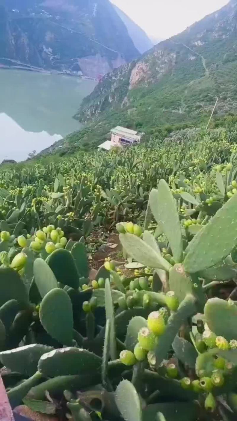 仙桃
