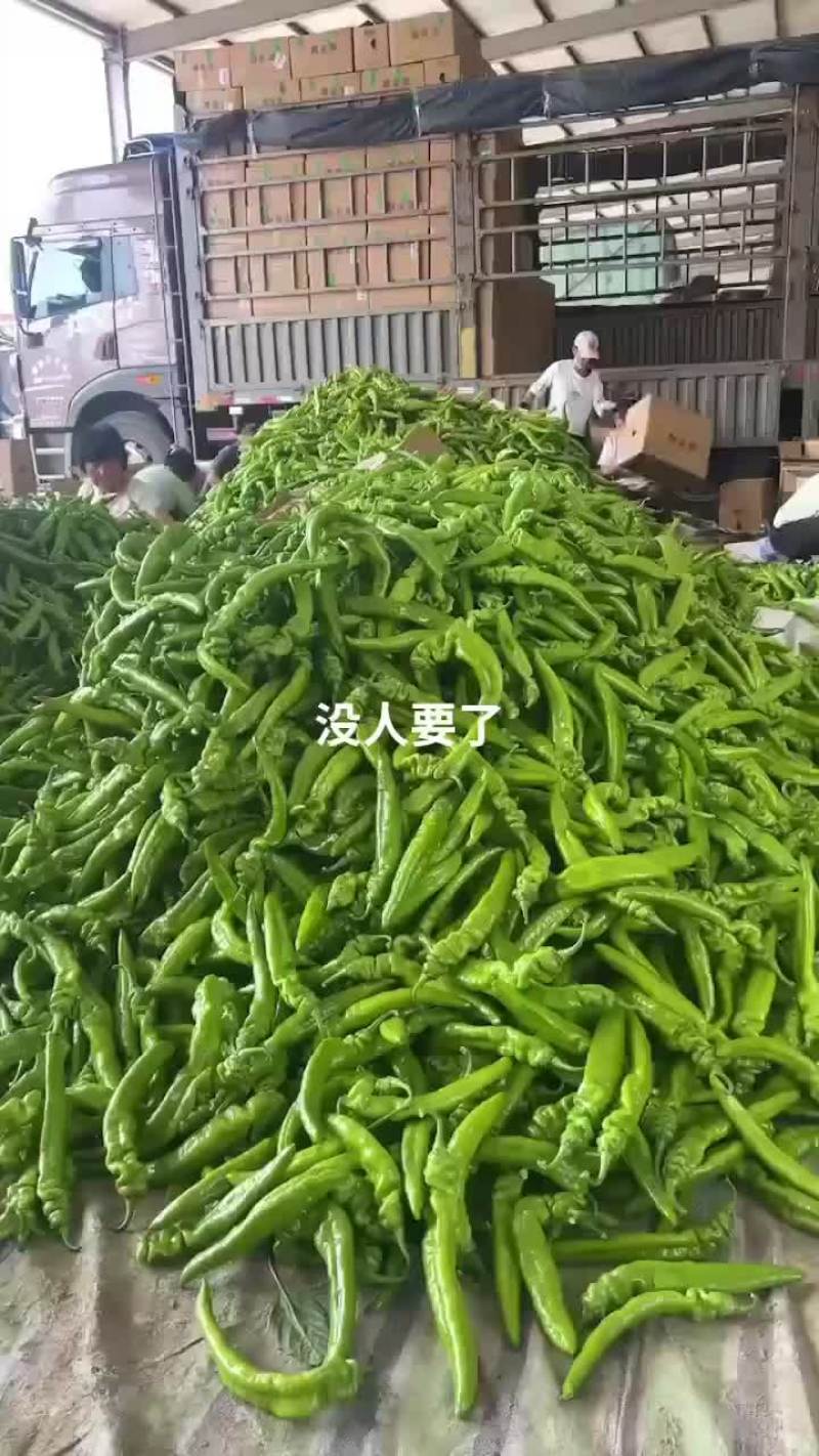 【荐】东北尖椒青椒螺丝椒大量现货物美价廉可对接商超市场