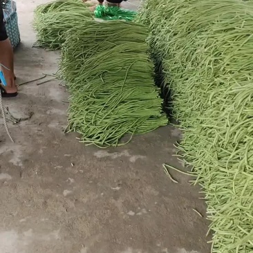 长豆角大量上市了