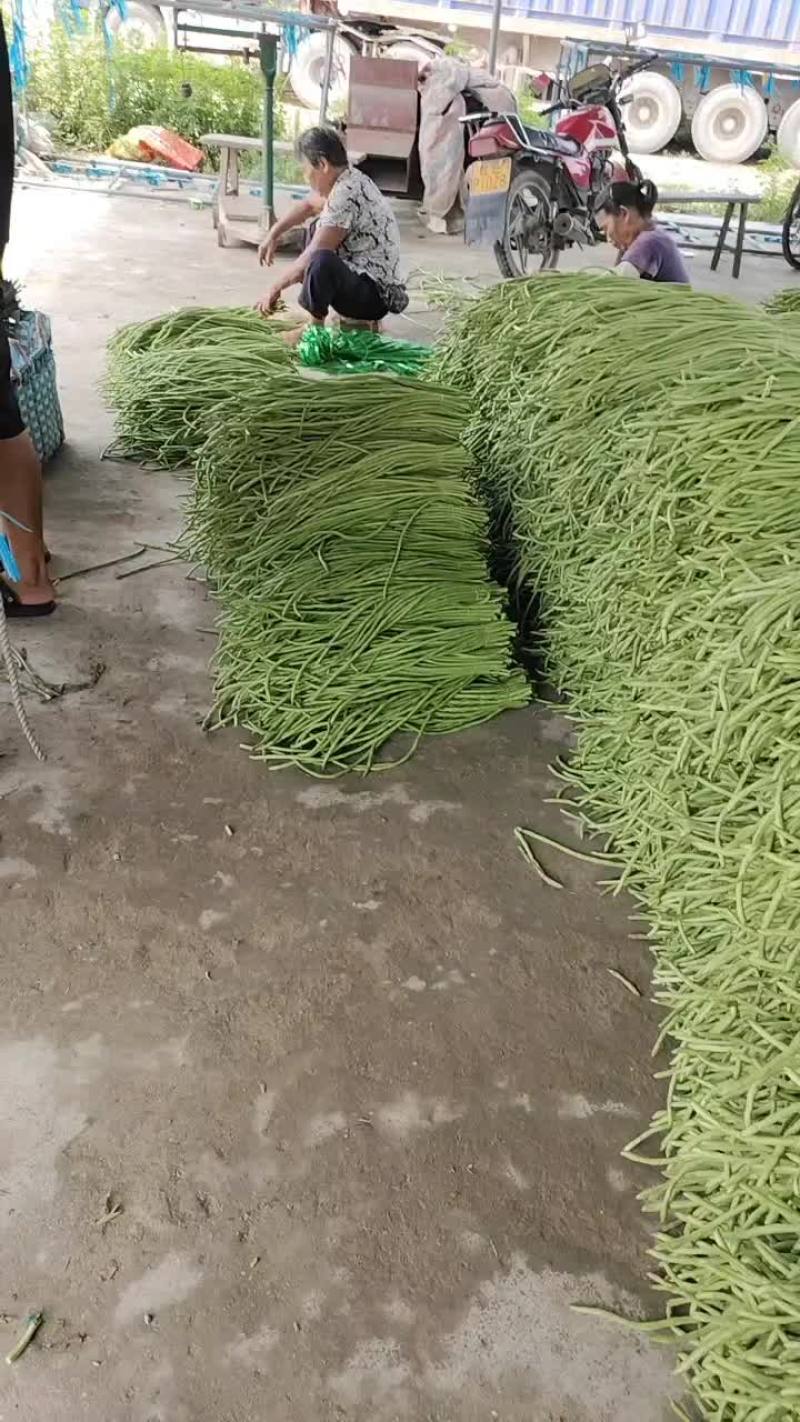 长豆角大量上市了