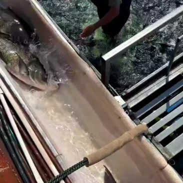 花鲢、大头、雄鱼