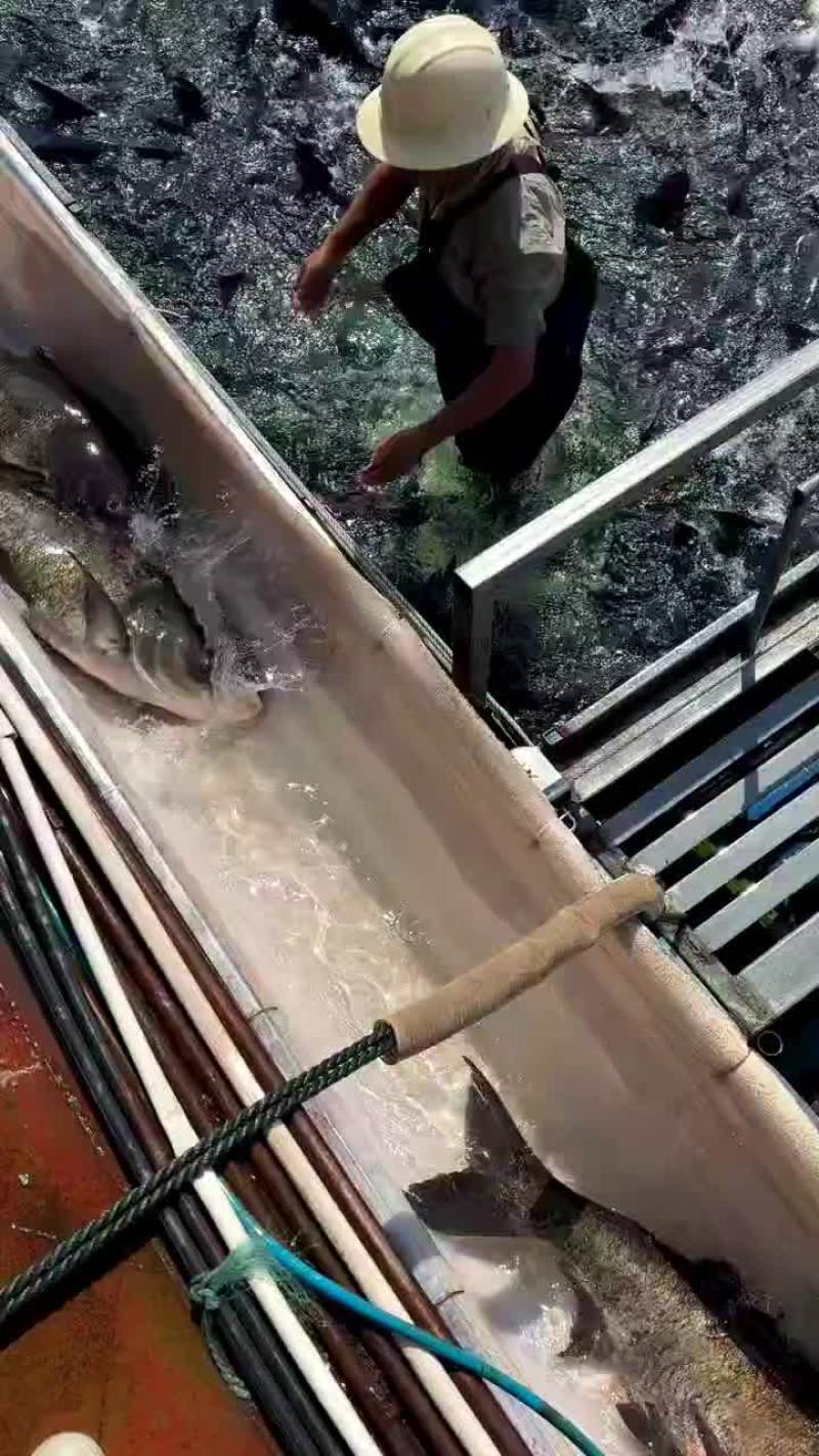 花鲢、大头、雄鱼