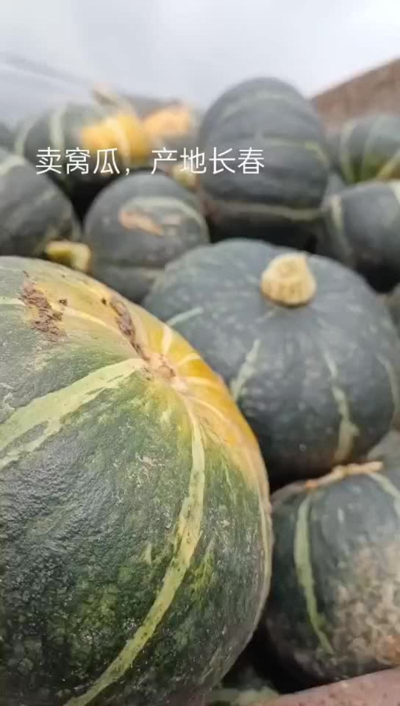 卖窝瓜产地直供