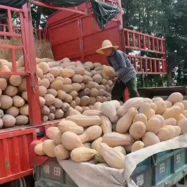 精品蜜本南瓜大量有货有需要的老板联系质量好，价格优美