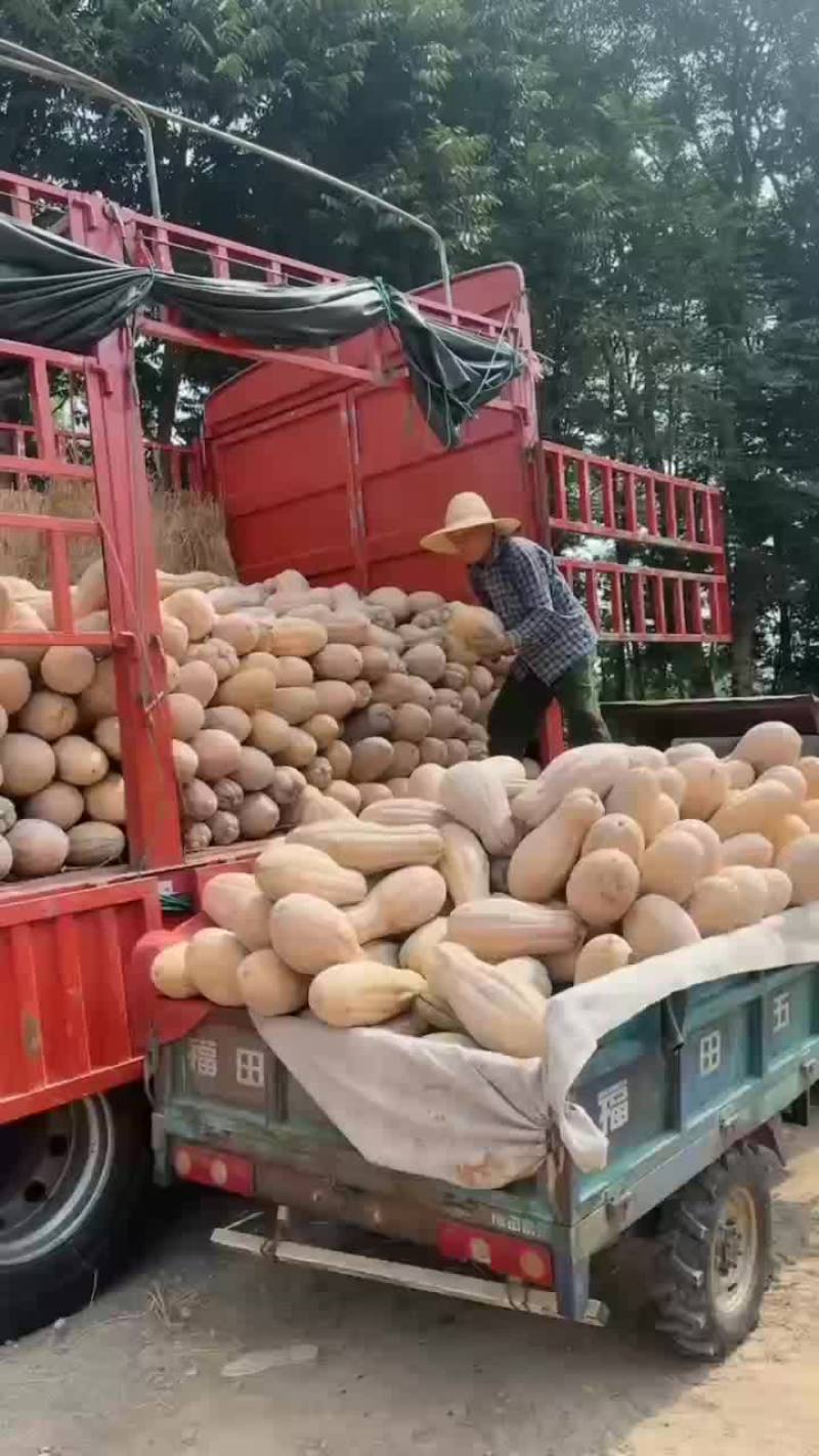 精品蜜本南瓜大量有货有需要的老板联系质量好，价格优美
