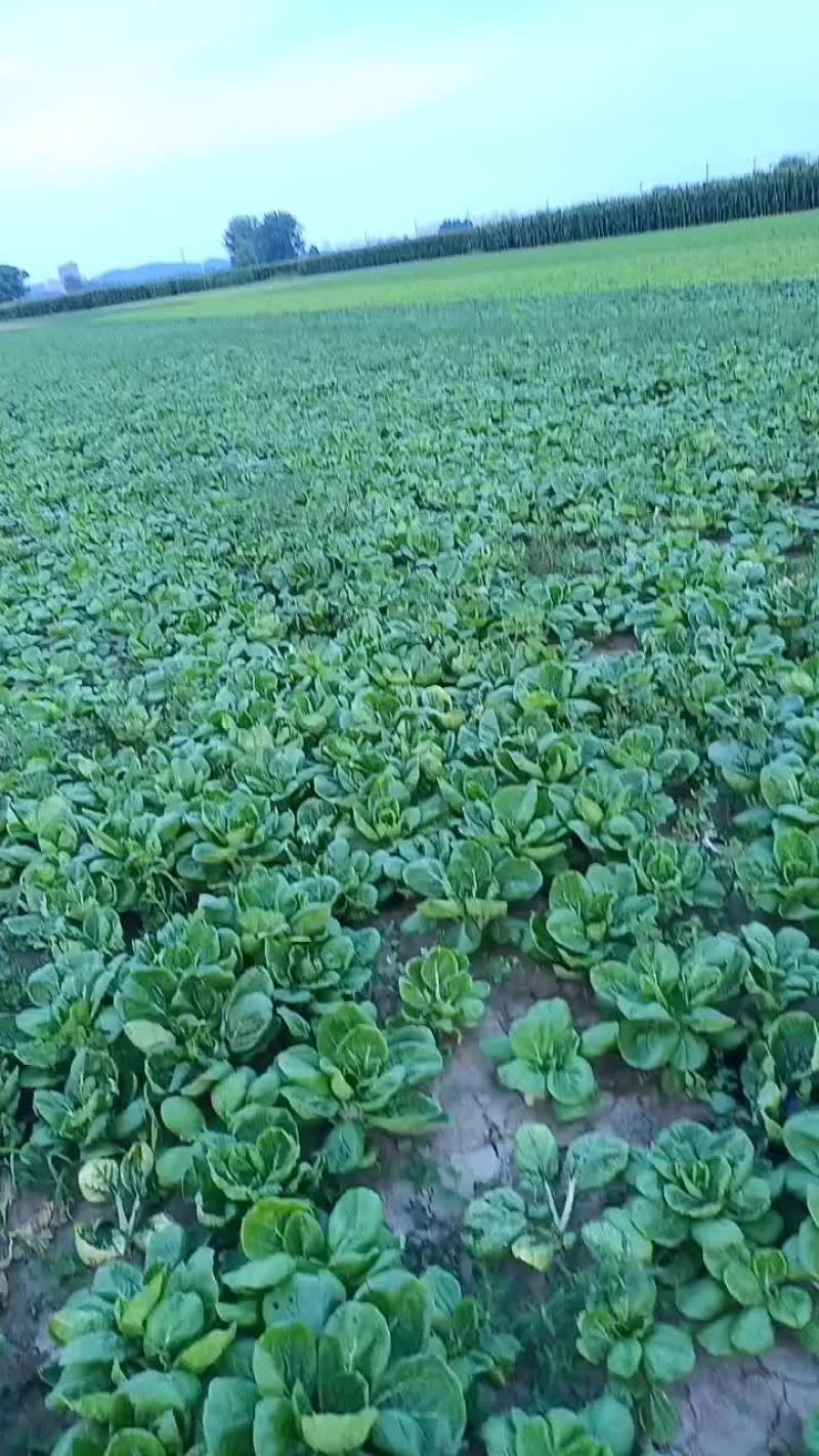 菊花心大量上市