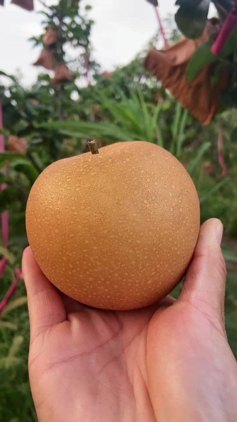 正宗秋月梨
