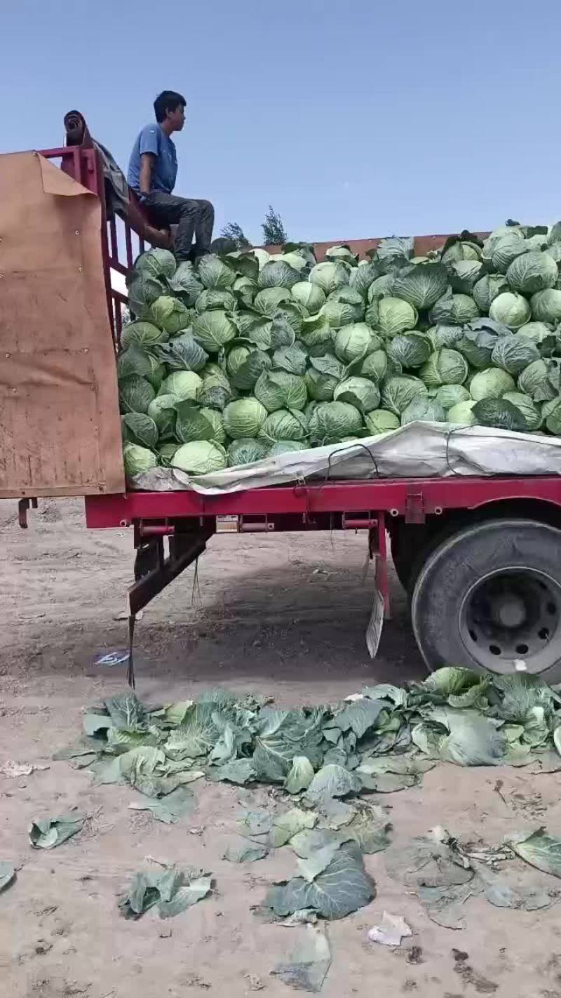 宁夏固原市西吉县精品大圆菜