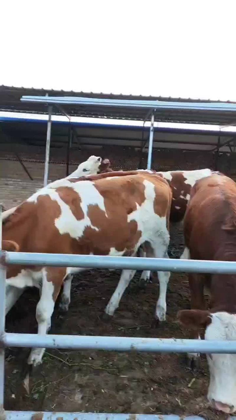 出售优质杂交牛【诚信经销，货真价实，信誉至上】
