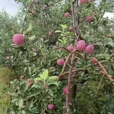 云南昭通2001苹果