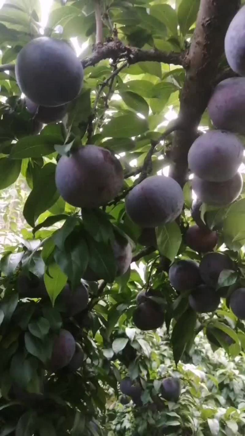河南黑布李