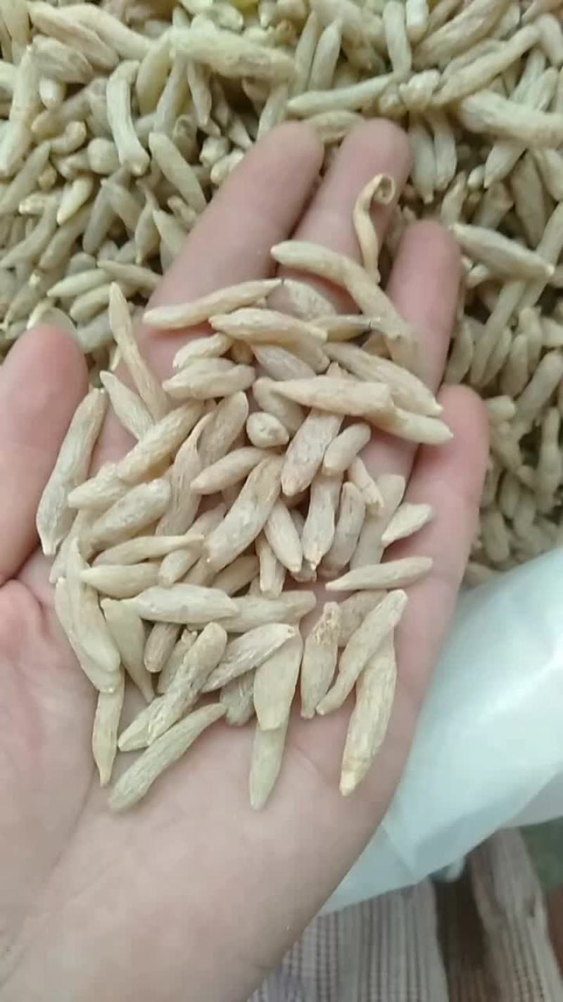 麦冬一手货源，产地直销，大货批发