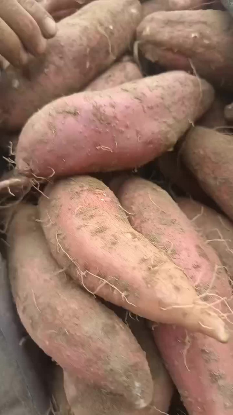 精品沙地济薯大量供应