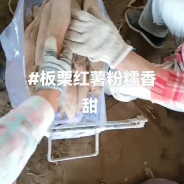 板栗红薯有货要的联系