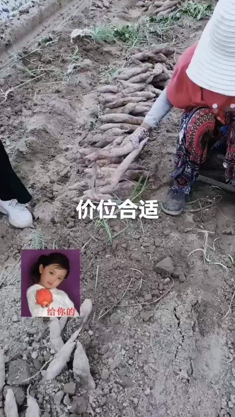 板栗红薯有货要的联系