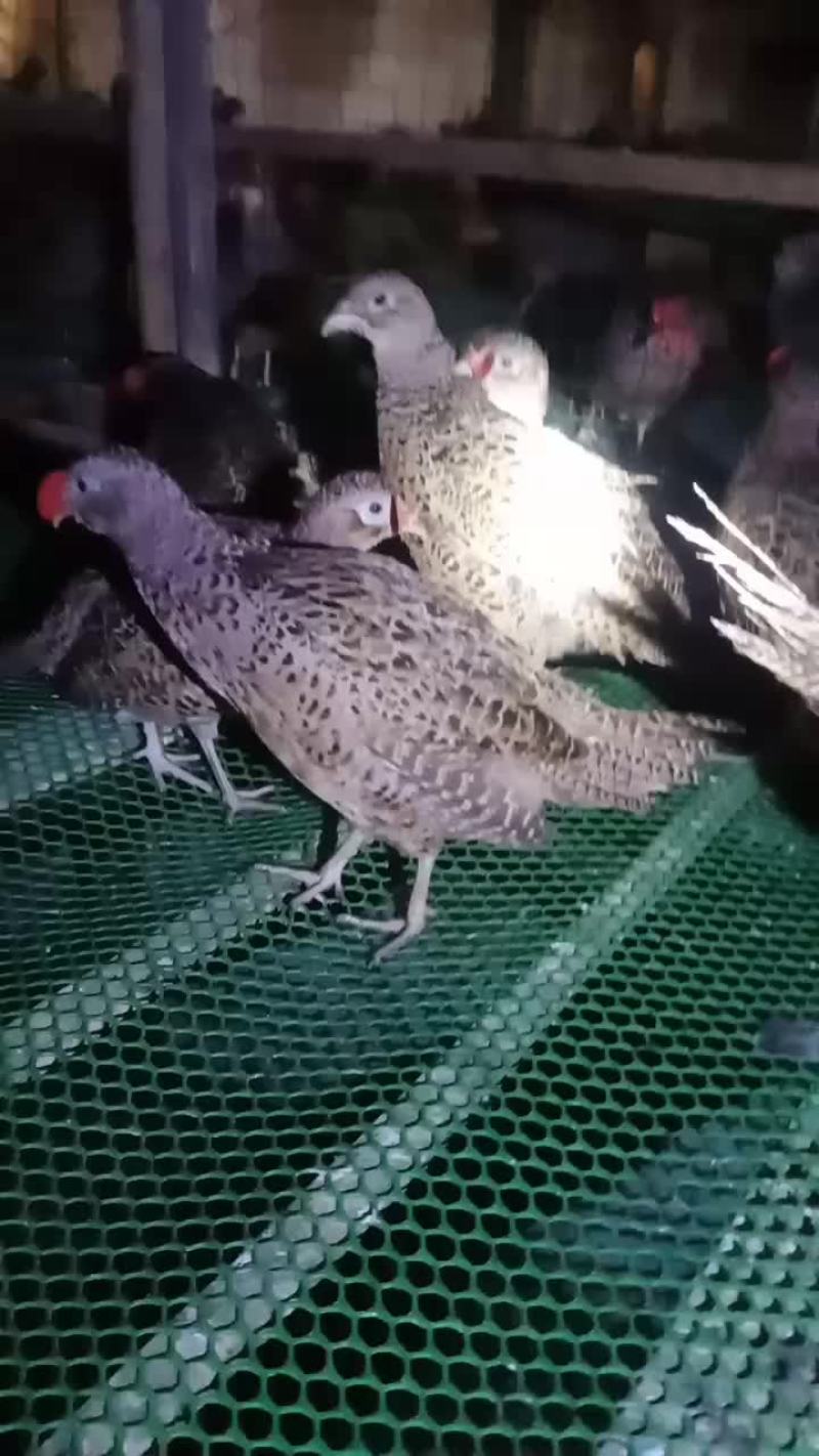七彩商品母山鸡
