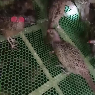 七彩商品母山鸡