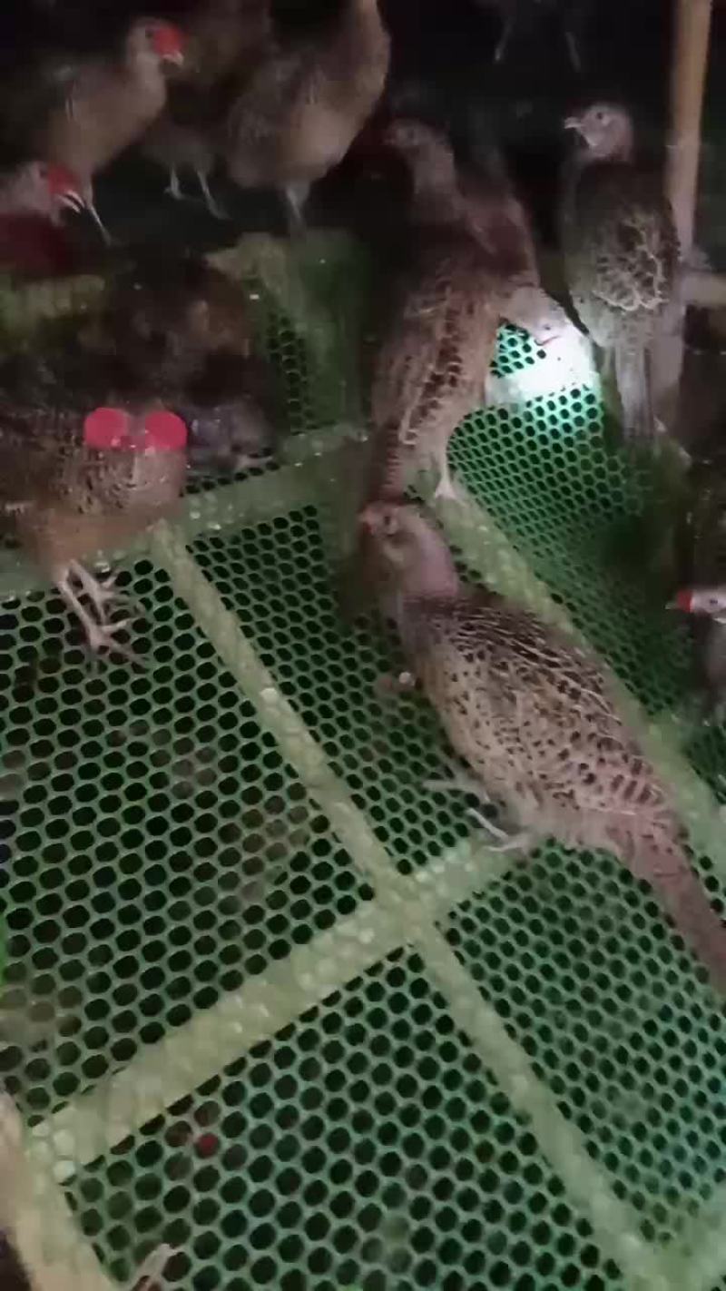 七彩商品母山鸡