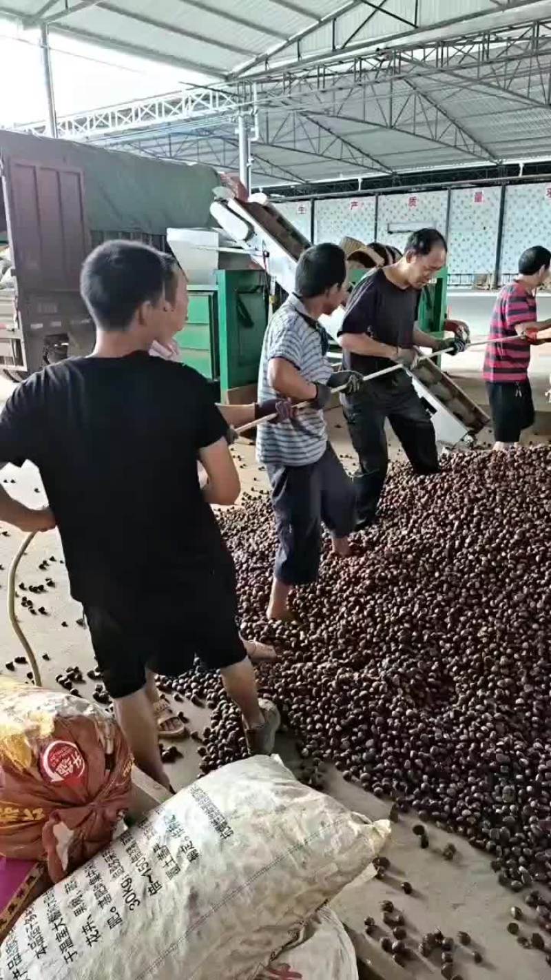 板栗