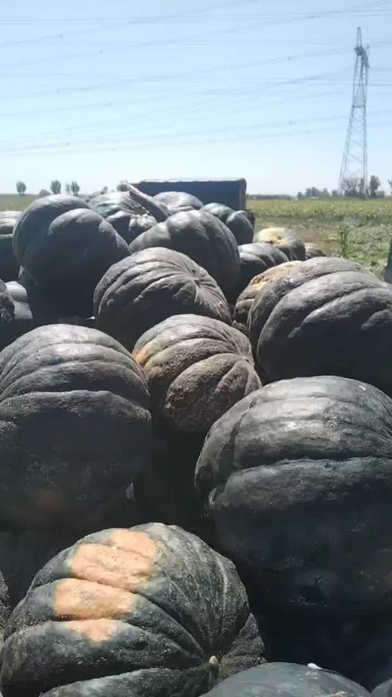 黑皮日本南瓜