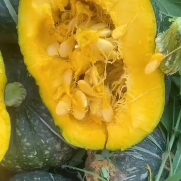 板栗南瓜
