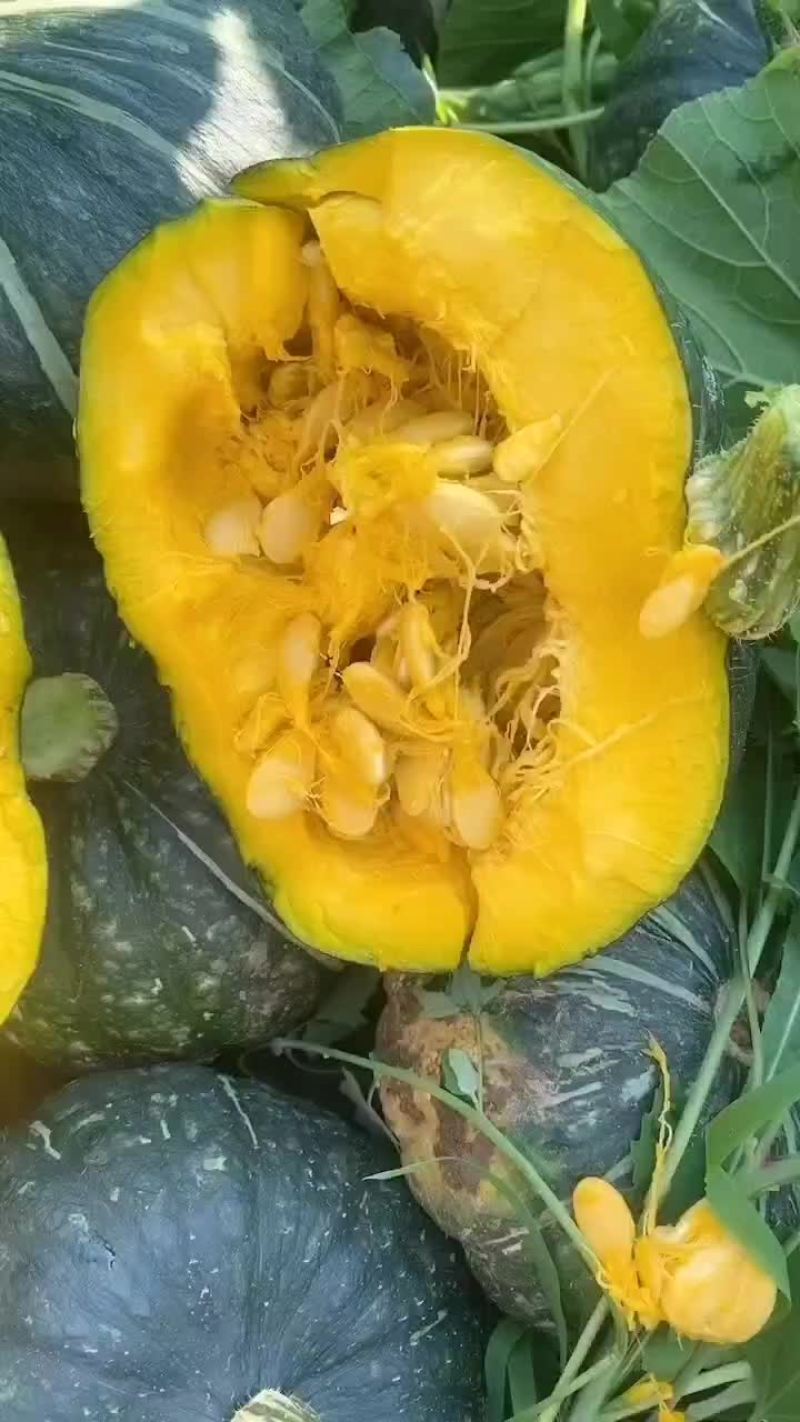 板栗南瓜
