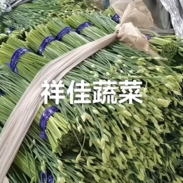 寿光本地韭苔
