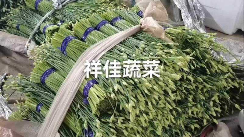 寿光本地韭苔