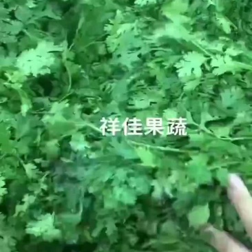 寿光本地香菜，大量现货