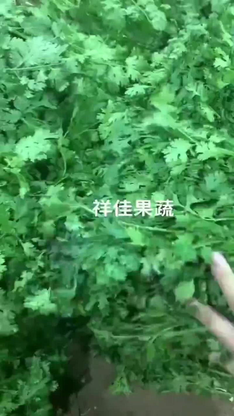 寿光本地香菜，大量现货