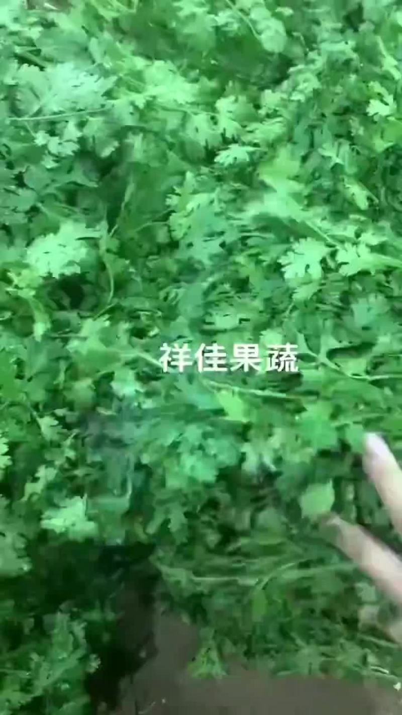 寿光本地香菜，大量现货