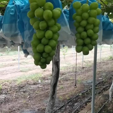 精品阳光玫瑰大量有货需要可以联系我