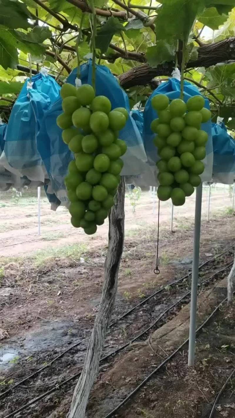 精品阳光玫瑰大量有货需要可以联系我