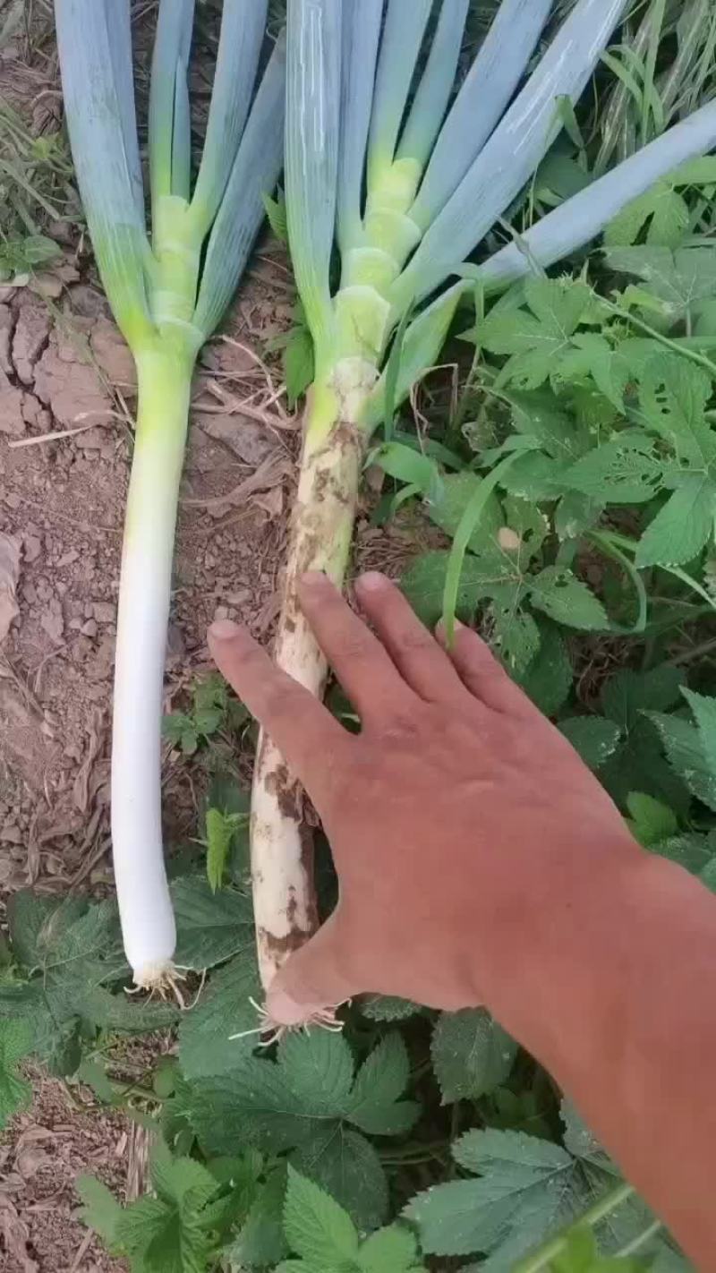 铁杆大葱