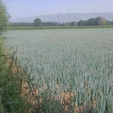 铁杆大葱