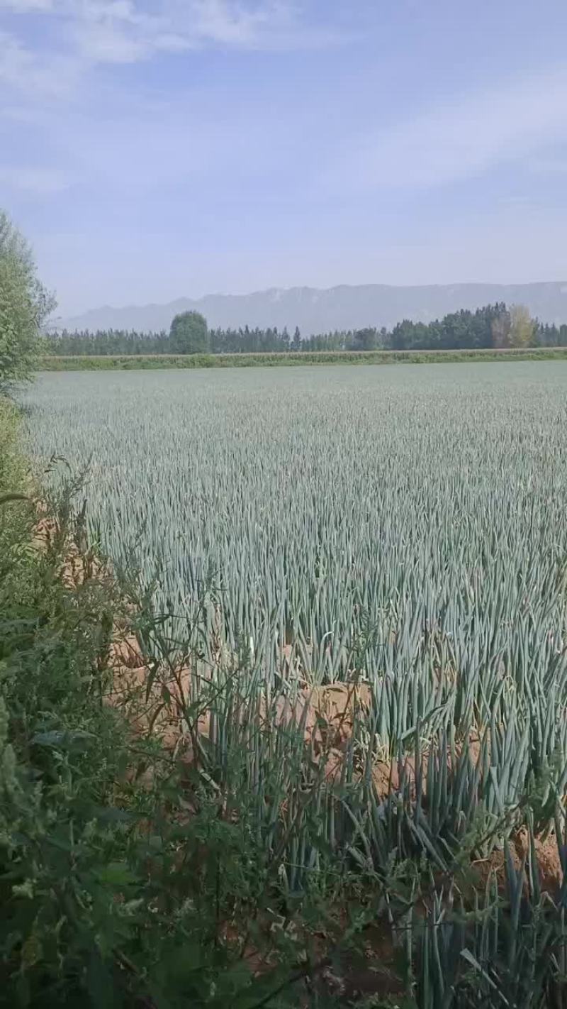 铁杆大葱