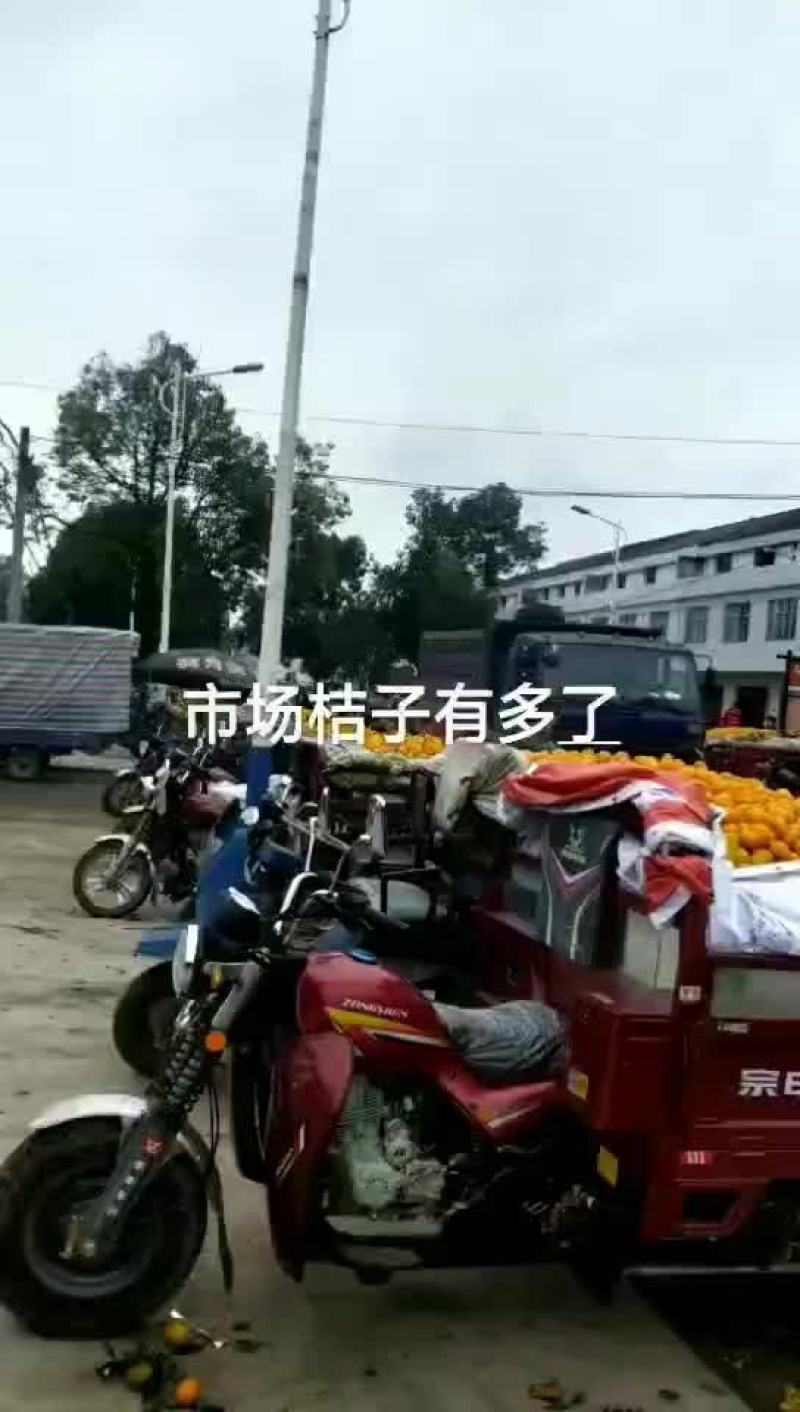 陕西汉中城固县大量出售柑桔，油桃。产地地头价，无中间商。
