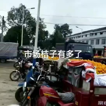 陕西汉中城固县大量出售柑桔，油桃。产地地头价，无中间商。