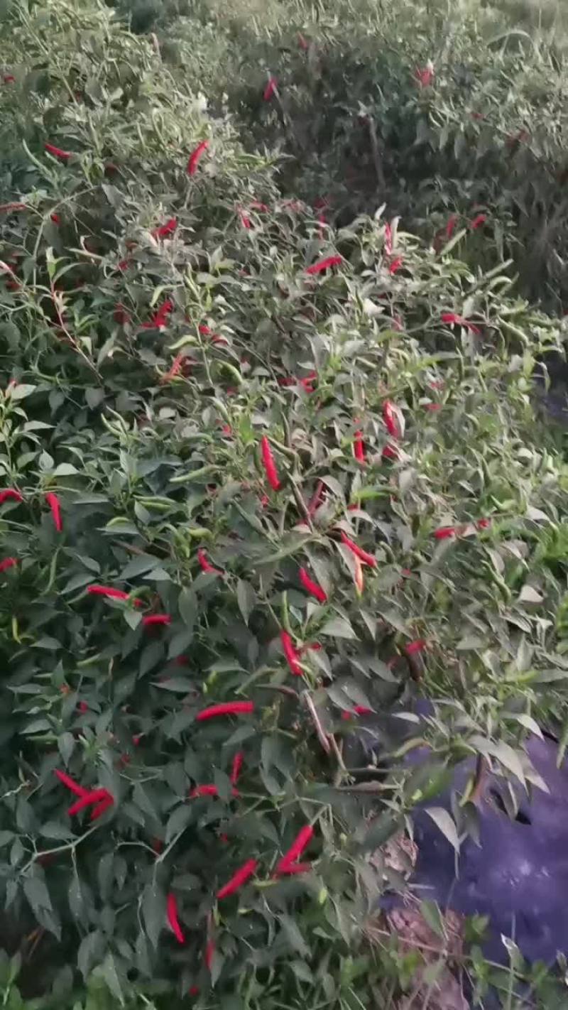 石柱辣椒