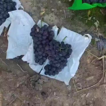 巨峰葡萄